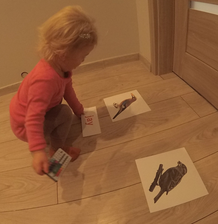 Bity inteligencji, czyli czytanie globalne w dwóch językach połączone z wiedzą encyklopedyczną i nie tylko (Maja ma 22 miesiące)